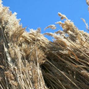 Thatching reeds